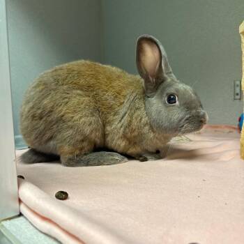 Soul -  American Rabbit for Adoption in Pittsburgh, Pennsylvania - Soul | PetCurious
