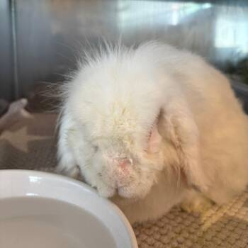 Lars -  American Fuzzy Lop Rabbit for Adoption in Richmond, California - Lars | PetCurious