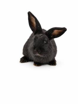 Pepper -  American Rabbit for Adoption in Bowling Green, Kentucky - Pepper | PetCurious