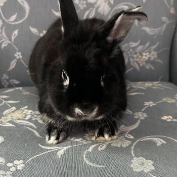 Rescue Silver Marten Rabbits for Adoption in Columbia, Maryland - Günter | PetCurious