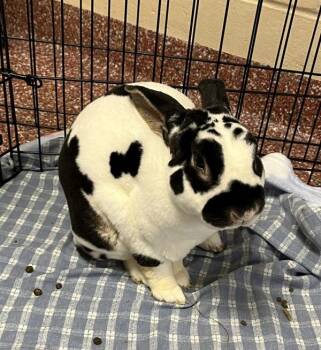 Rex Rabbits Available for Adoption - Bugz - Companion To Gizmo | PetCurious