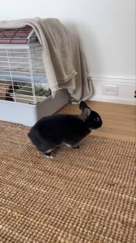 Jinx -  Netherland Dwarf Rabbit for Adoption in Waynesboro, Virginia - Jinx | PetCurious