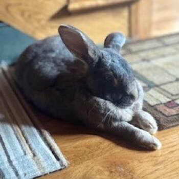Rescue Flemish Giant Rabbits for Adoption in Biltmore Forest, North Carolina - Jasper | PetCurious
