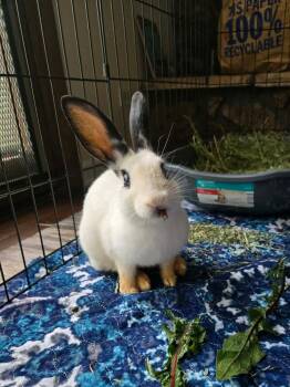 Chip -  English Spot Rabbit for Adoption in Homer Glen, Illinois - Chip | PetCurious