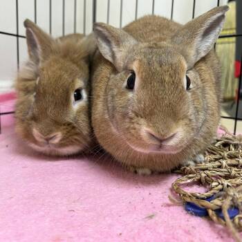 Nala -  Lionhead and Mixed Breed Rabbit for Adoption in Richmond, California - Nala | PetCurious
