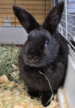 Dwarf Rabbits Available for Adoption - #66 Munchkin | PetCurious