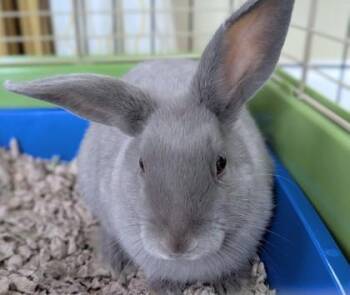 American Rabbits Available for Adoption in New Hope, Pennsylvania - Milkshake | PetCurious