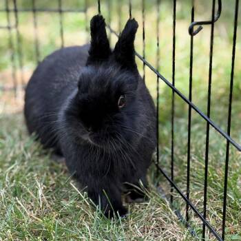 Tostito -  Netherland Dwarf Rabbit for Adoption - Tostito | PetCurious