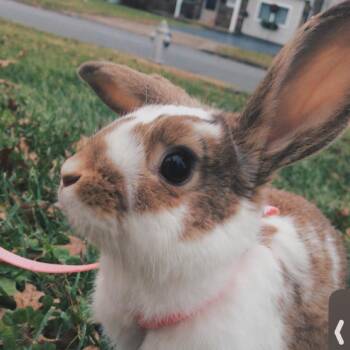 Holland Lop and Mini Rex Rabbits Available for Adoption in Philadelphia, Pennsylvania - Pinto | PetCurious
