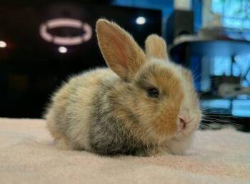 Andre -  Harlequin Rabbit for Adoption in Santa Cruz, California - Andre | PetCurious
