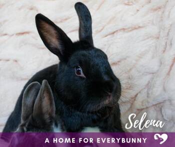 Mini Rex Rabbits Available for Adoption in Ankeny, Iowa - Selena | PetCurious