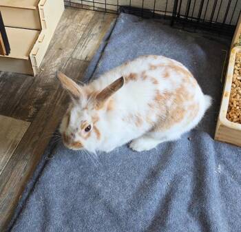 Honey -  Lionhead Rabbit for Adoption - Honey | PetCurious