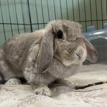 Bun Buns -  Holland Lop Rabbit for Adoption in Bedford, New Hampshire - Bun Buns | PetCurious