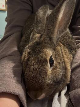 Rescue Bunny Rabbit Rabbits for Adoption in Westbrook, Maine - Florence | PetCurious