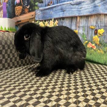 Mini Lop Rabbits Available for Adoption - Valentina | PetCurious