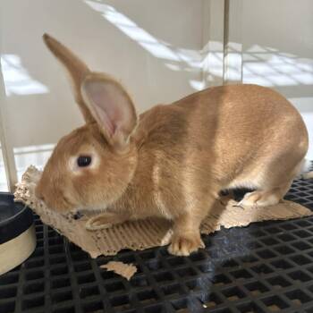 Butterscotch -  Rex Rabbit Available for Adoption in Caldwell, Texas - Butterscotch | PetCurious
