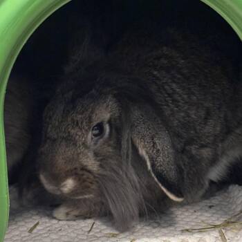Emery -  Bunny Rabbit Rabbit for Adoption in Murray, Utah - Emery | PetCurious