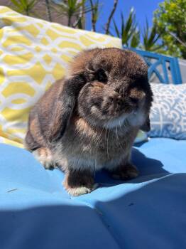 Rescue Holland Lop Rabbits for Adoption in Los Angeles, California - Cookie | PetCurious