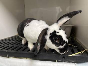 Rex Rabbits Available for Adoption - Piggly Wiggly | PetCurious