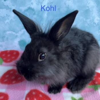 Bunny Rabbit and Lionhead Rabbits Available for Adoption in Modesto, California - Kohl | PetCurious