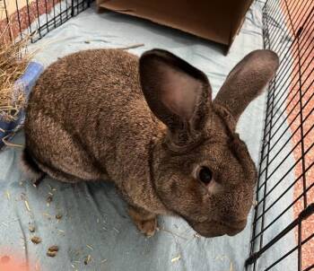 Flemish Giant Rabbits Available for Adoption in Stratham, New Hampshire - Rocky | PetCurious