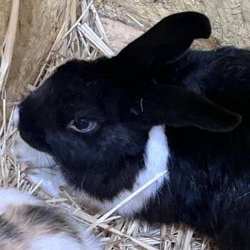 Scotch -  New Zealand and Dutch Rabbit for Adoption in Nampa, Idaho - Scotch | PetCurious