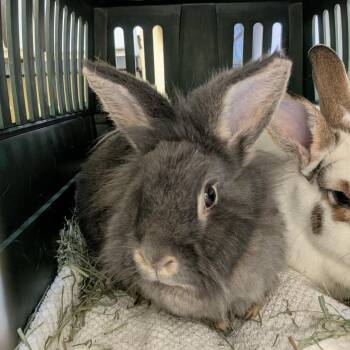 Apollo -  Lionhead Rabbit for Adoption in Walker, Michigan - Apollo | PetCurious