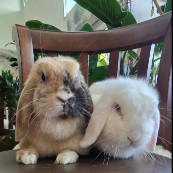 Rescue Mini Lop Rabbits for Adoption in Los Angeles, California - Yelena & Elena | PetCurious
