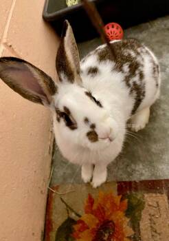 Dahlia -  English Spot Rabbit for Adoption in Warwick, Rhode Island - Dahlia | PetCurious