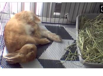 Latte AKA Simon -  Bunny Rabbit Rabbit for Adoption in Washington Mills, New York - Latte AKA Simon | PetCurious