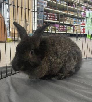 Rescue Lionhead Rabbits for Adoption in Troy, Alabama - Skippy | PetCurious