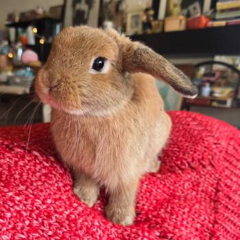 Lisa (AKA Bunny) -  Holland Lop Rabbit for Adoption in Los Angeles, California - Lisa (AKA Bunny) | PetCurious