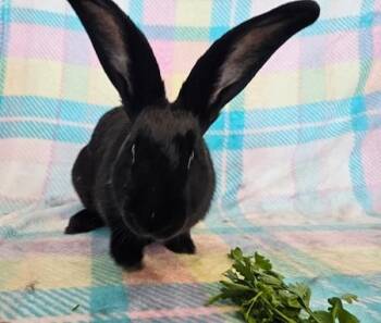 Rescue Flemish Giant Rabbits for Adoption in Folsom, California - Rose | PetCurious