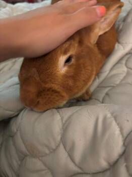 Rescue Bunny Rabbit Rabbits for Adoption in Kalamazoo, Michigan - Mine | PetCurious