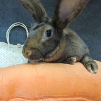 New Zealand Rabbits Available for Adoption - Maia | PetCurious