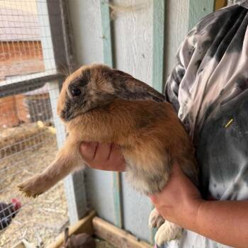 Saffron -  New Zealand and American Rabbit for Adoption in Nampa, Idaho - Saffron | PetCurious