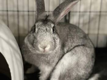 Rescue Chinchilla and American Rabbits for Adoption in Annapolis, Maryland - Horsepower | PetCurious