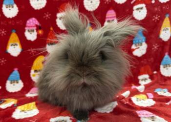 Turtleneck -  Lionhead Rabbit for Adoption in Westford, Massachusetts - Turtleneck | PetCurious