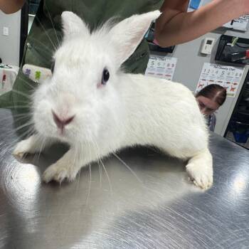 Sapphire -  American Rabbit for Adoption in Tampa, Florida - Sapphire | PetCurious