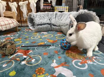 Rescue Rex and New Zealand Rabbits for Adoption in Little Rock, Arkansas - Lila | PetCurious