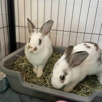 Gary -  English Spot Rabbit for Adoption in Warwick, Rhode Island - Gary | PetCurious