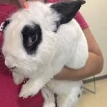 Panda -  American Rabbit for Adoption in Manassas, Virginia - Panda | PetCurious