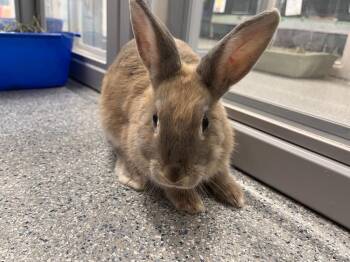 Bunny Rabbit Rabbits Available for Adoption in Westford, Massachusetts - Calypso | PetCurious
