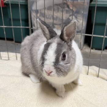 Thomas -  Netherland Dwarf and Dutch Rabbit for Adoption in Baltimore, Maryland - Thomas | PetCurious