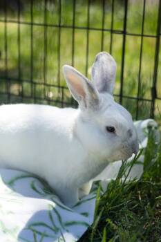 American Rabbits Available for Adoption in Bishopville, South Carolina - Sergeant | PetCurious