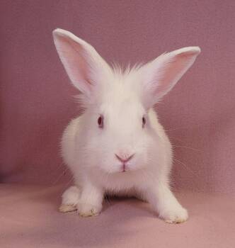 SAM -  Lionhead Rabbit for Adoption in Pasadena, California - SAM | PetCurious