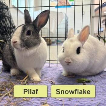 Dutch and Bunny Rabbit Rabbits Available for Adoption in Wheaton, Illinois - Pilaf | PetCurious