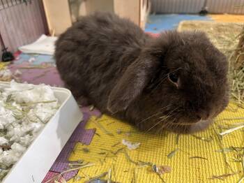 Terriermon -  Holland Lop Rabbit for Adoption in Gig Harbor, Washington - Terriermon | PetCurious