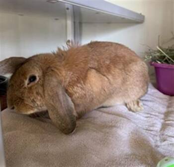 GABRIELLA -  English Lop Rabbit for Adoption in Camarillo, California - GABRIELLA | PetCurious