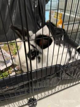 Lisa Marie -  Bunny Rabbit Rabbit for Adoption in North Richland Hills, Texas - Lisa Marie | PetCurious